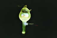 Special tube with a propeller shaped target between the electrodes with dark background (click to enlarge)